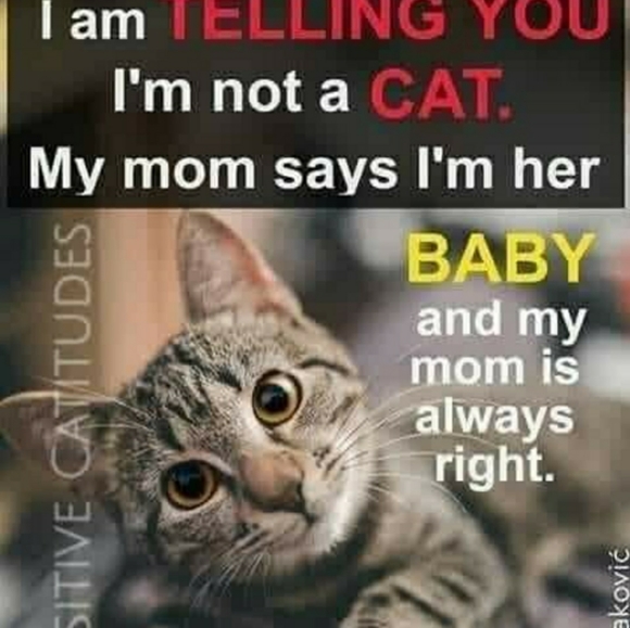 Just for laughs and giggles - Picture 4 of 15